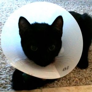 Meet your Posher, Averi